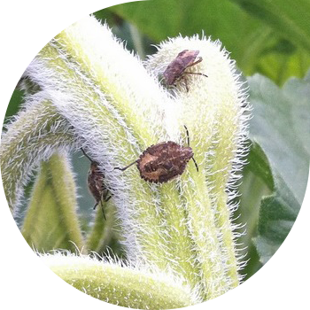 Bug de fructe de pădure