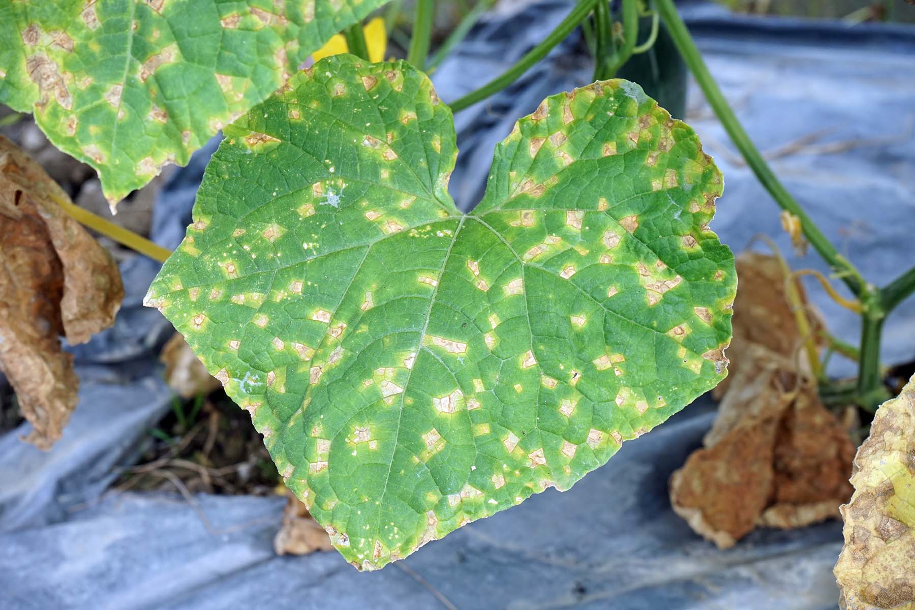 Антракноз огурца