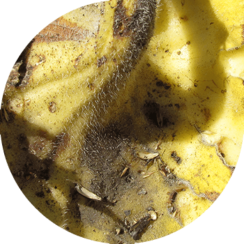 Alternariasis (spotting maro închis) de floarea-soarelui