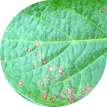 Cercosporoza purpurie a boabelor de soia