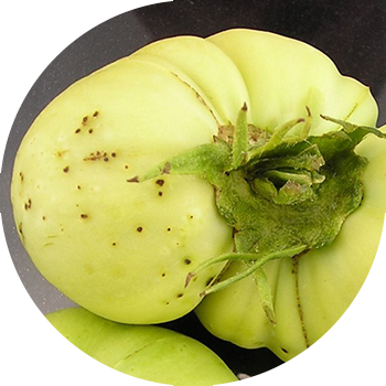 Pete bacteriene negre de roșii