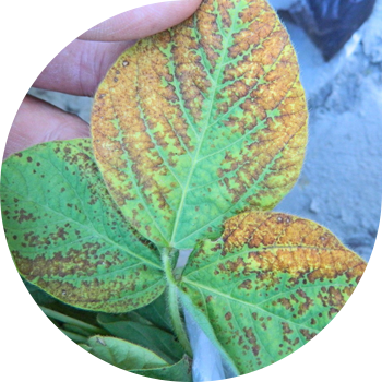 Spotting unghiular (arsură bacteriană) de soia