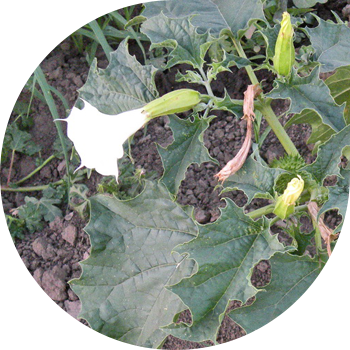 Datura este comună