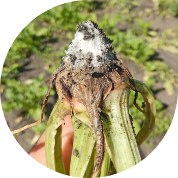 Putregaiul sfeclei Fusarium