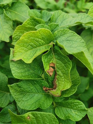 Alternariasis (spotting uscat timpuriu) de cartofi