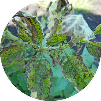 Картоптың кеш ауруы