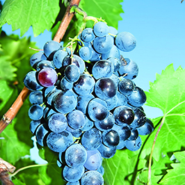 Жүзімдіктер