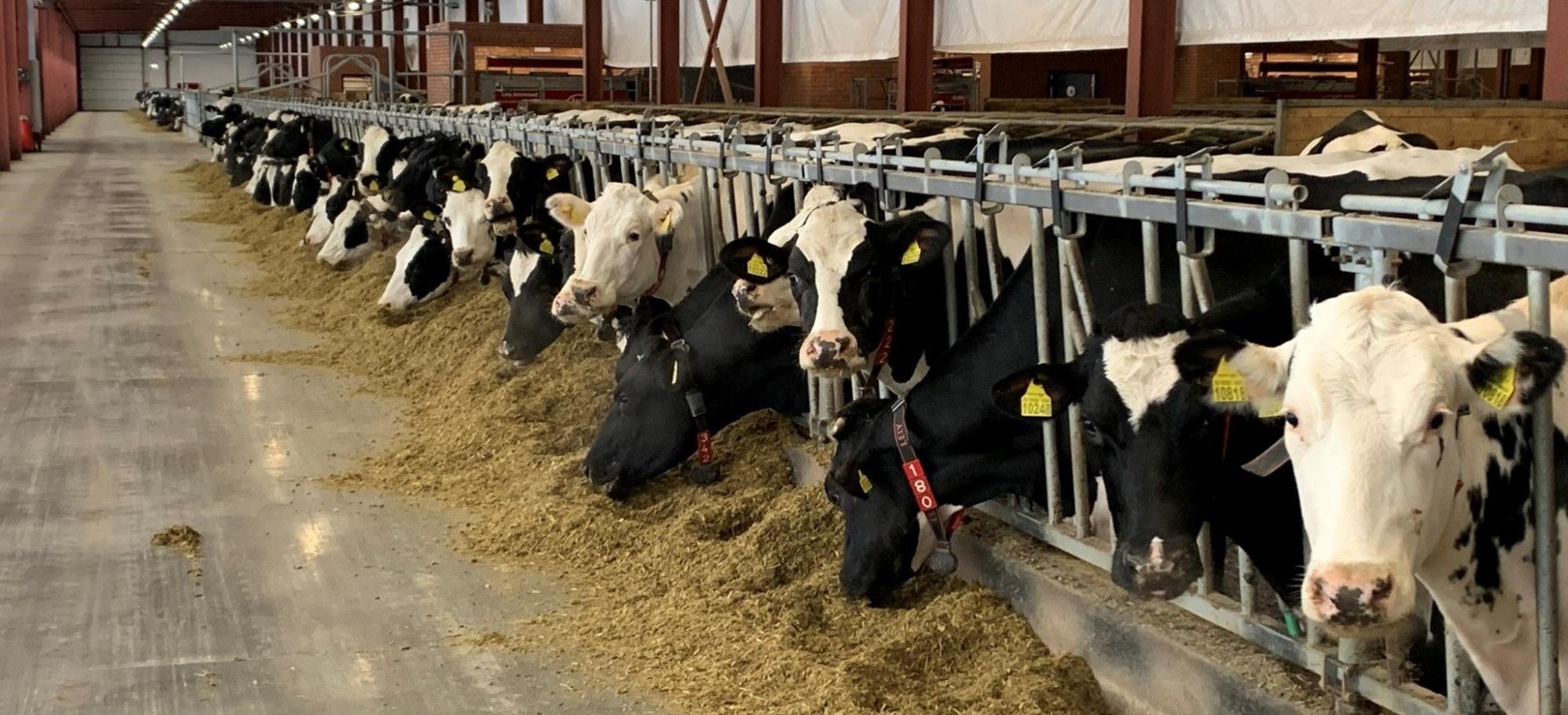 August va construi cel mai mare complex de locuințe pentru bovine din regiunea Volga