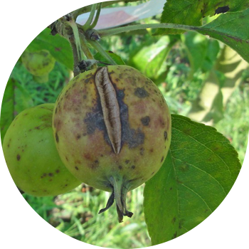 Scab de măr și pere