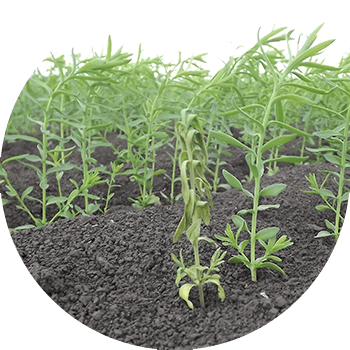 Fusarium de in (cel mai frecvent agent cauzal este Fusarium oxysporum Schl. f. Lini Bilai)