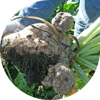 Cancerul de sfeclă roșie