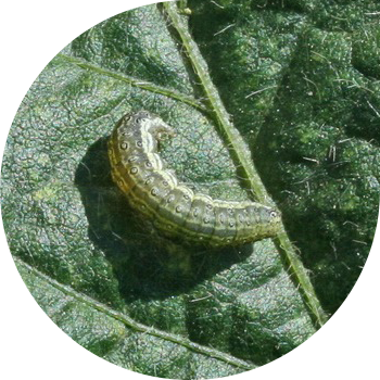 Molie De Luncă