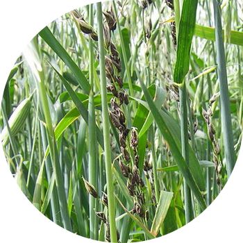 Praful praf de ovăz