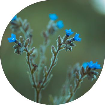 Asperuga (oxiuri) prostrat