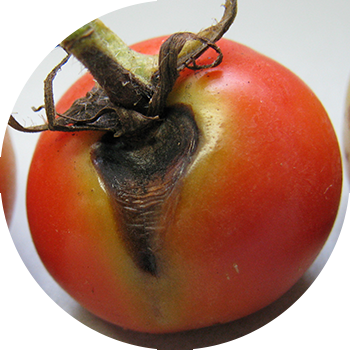 Alternariasis de roșii