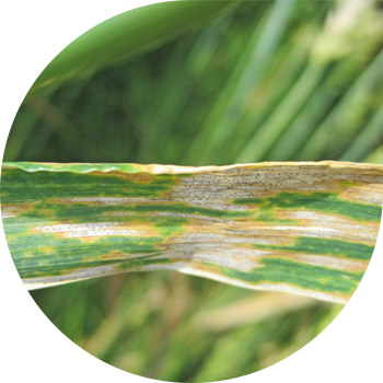 Septoria cerealelor