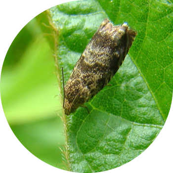 Molie de fructe de soia