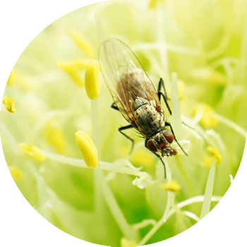 Musca de ceapă