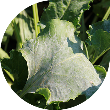 Mucegai de sfeclă pudră