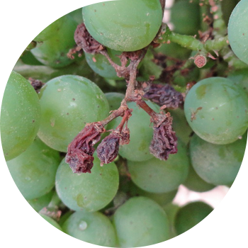 Struguri de mucegai (făinare falsă)