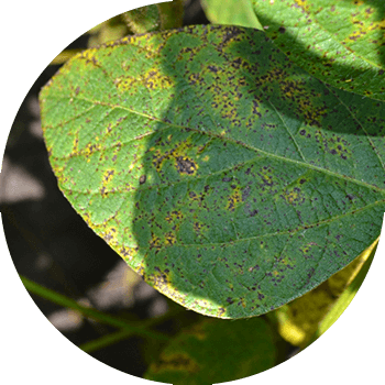 Septoria sau pete ruginite de soia