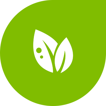 Arsuri bacteriene de morcovi