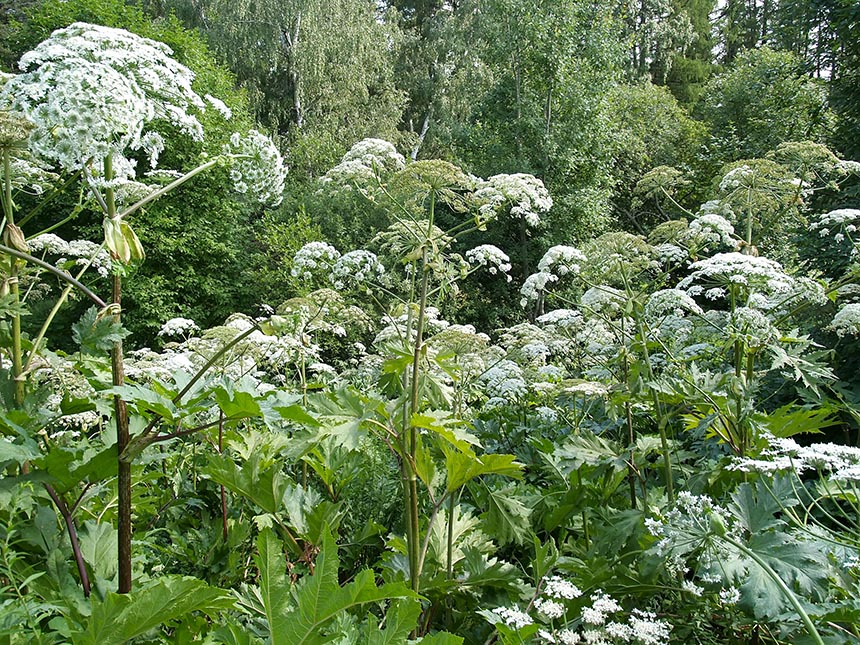 Cum să depășești focarele de hogweed cu ierburi de cereale: experții din "August" au povestit despre rezultatele experimentelor
