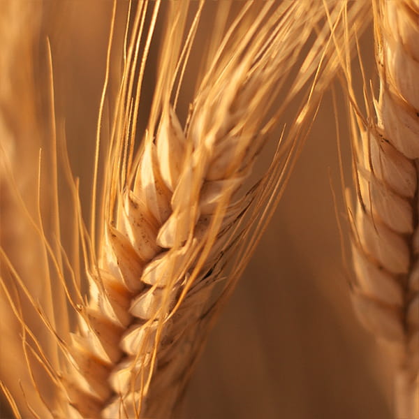 Calculator de însămânțare pentru culturi obișnuite