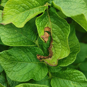 Картоптың альтернариозы (ерте құрғақ дақ) 