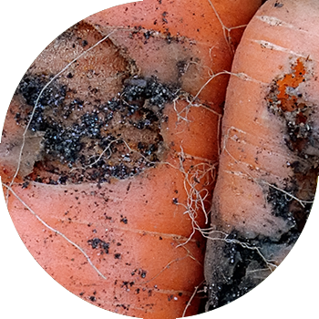 Musca morcovului