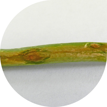 Peronosporoză de ceapă