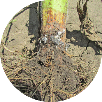 Putregaiul alb al floarea-soarelui