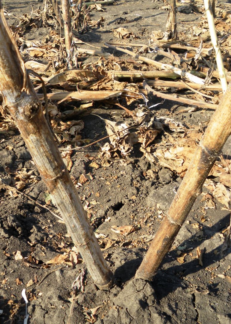 Cărbune (cenușă) putregai de floarea-soarelui