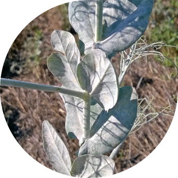 Fals făinare de mazăre