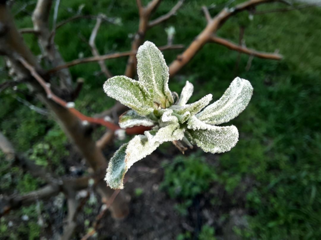 Făinarea mărului și a perilor