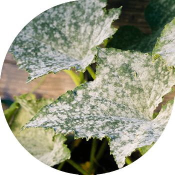 Mucegaiul praf de castravete