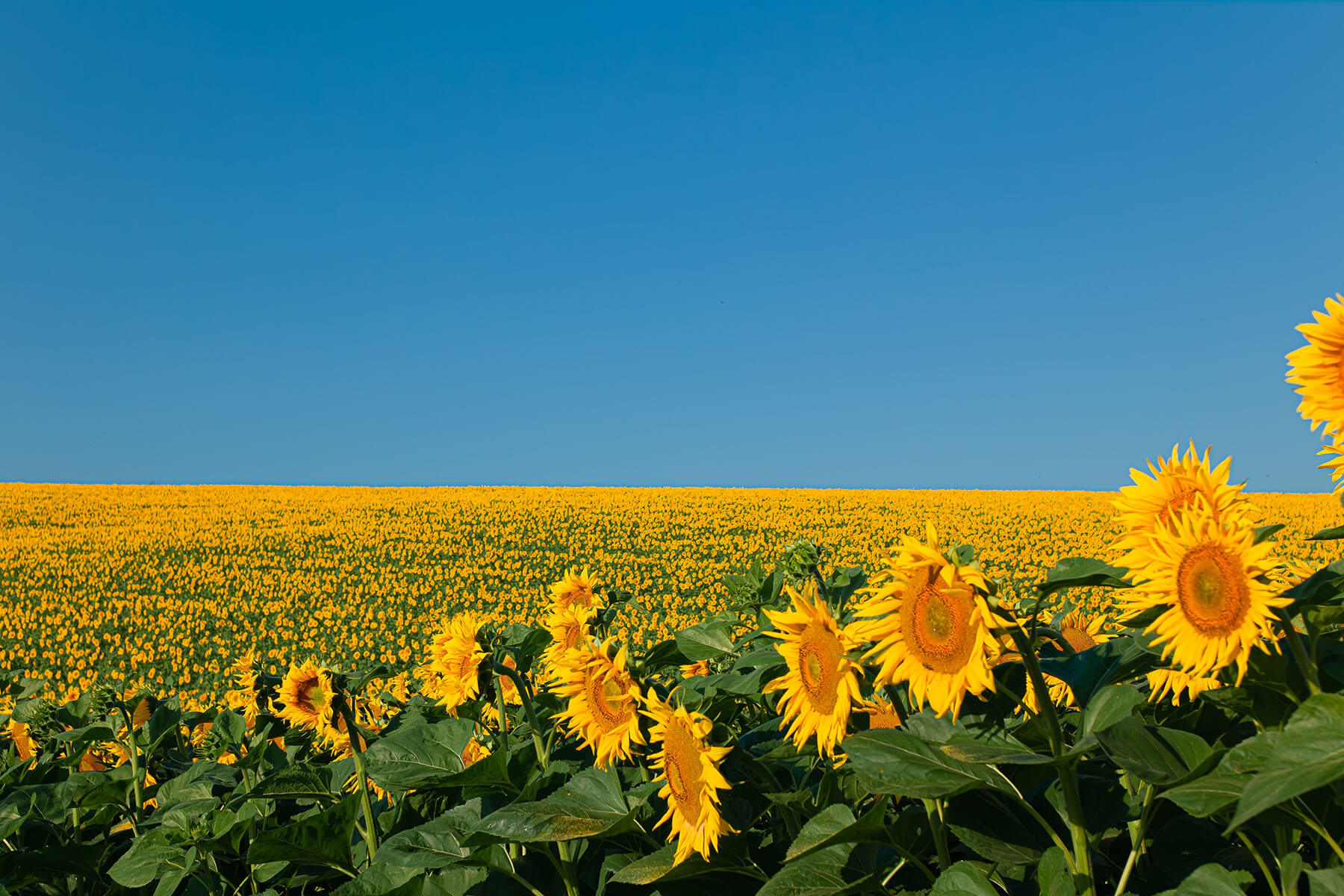 O nouă fabrică de extracție a petrolului va fi construită în Tatarstan