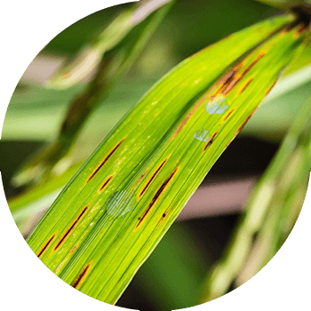 Cercosporoza orezului