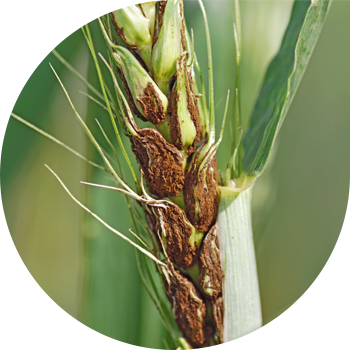 Шаңды бидай