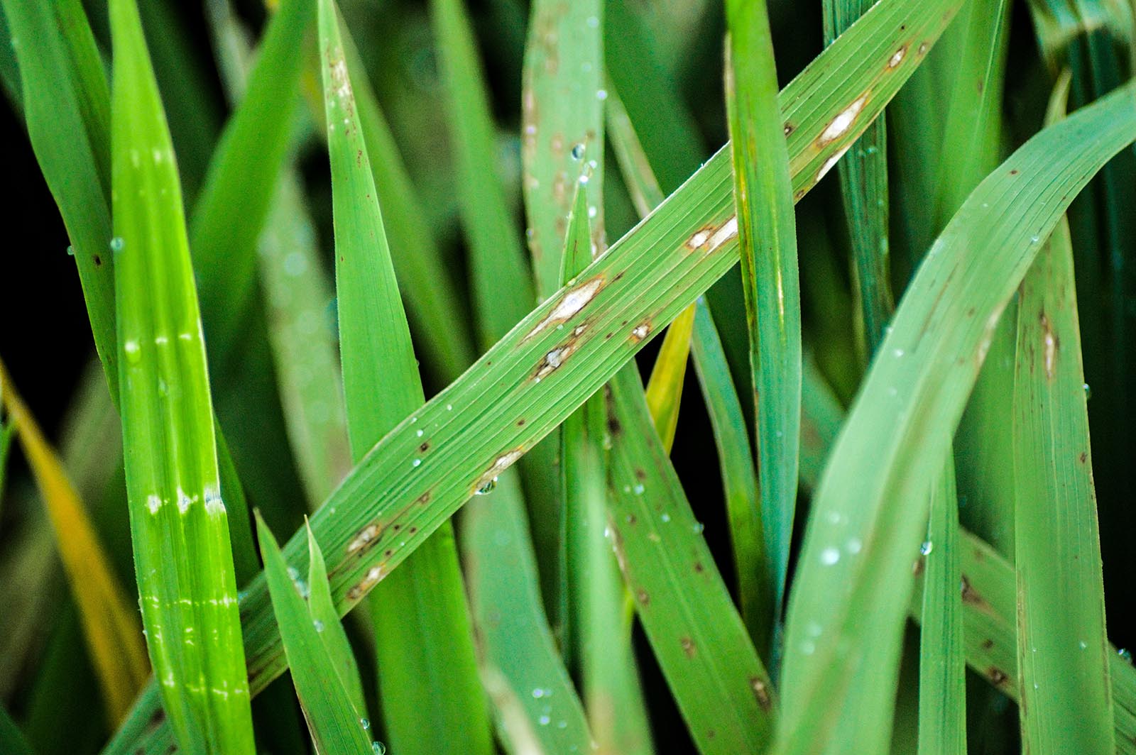 Piricularioza orezului