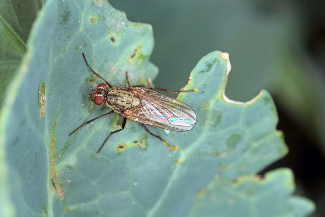 Musca de varză de primăvară, musca mică de varză