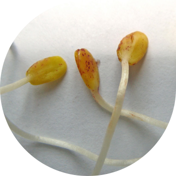 Mottling de cotiledoane de in