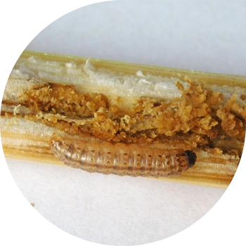 Molie de porumb (tulpină)