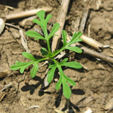 Eficacitatea erbicidului