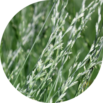 Pleavă perenă (raigras de pășune)