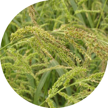 Mei de pui (arici comun)