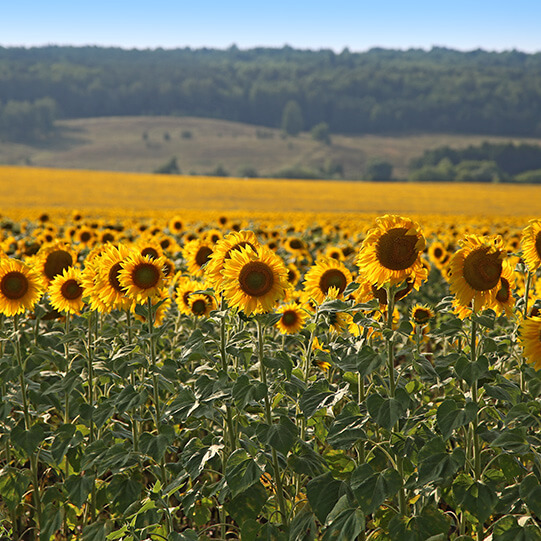 "Август-Лениногор"