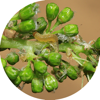 Învelitoare de frunze de struguri (învelitoare de frunze de cluster, învelitoare de frunze de struguri bienale)