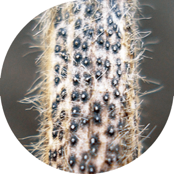 Diaportoza sau phomopsis de soia