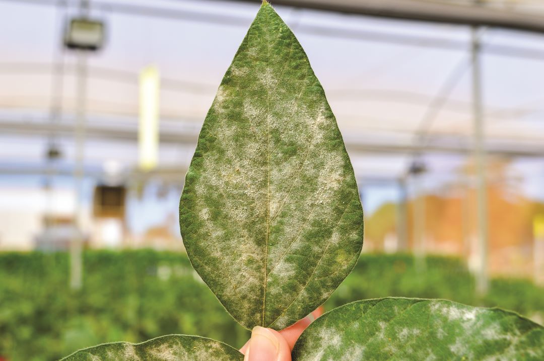 Făinarea boabelor de soia